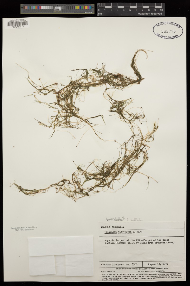 Althenia australis photo 2
