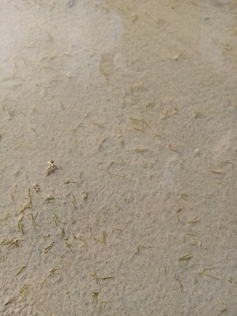 Althenia bilocularis