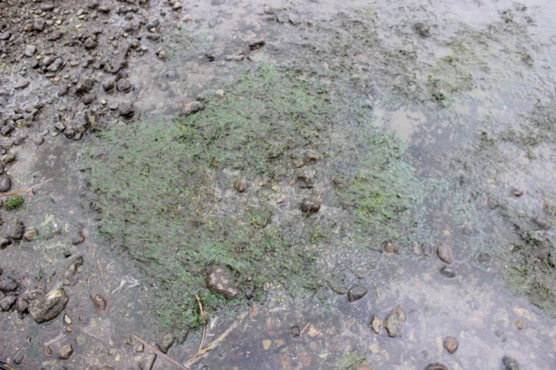 Althenia bilocularis photo 2