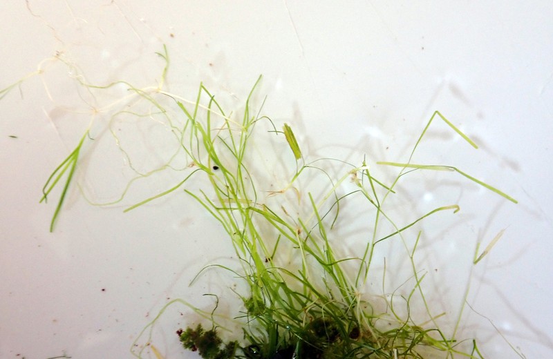 Althenia bilocularis photo 3