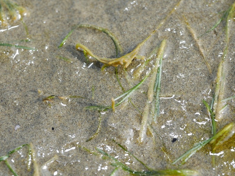 Althenia bilocularis photo 4