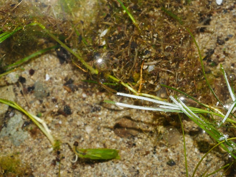 Althenia bilocularis photo 5