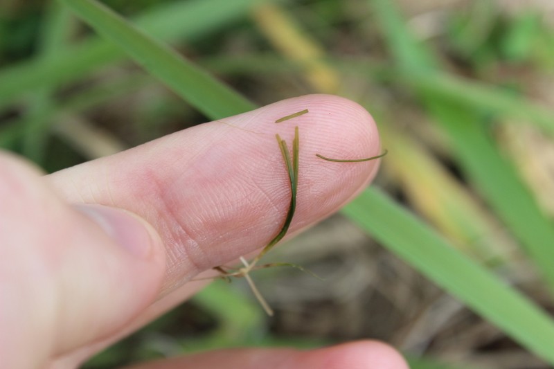 Althenia bilocularis photo 6
