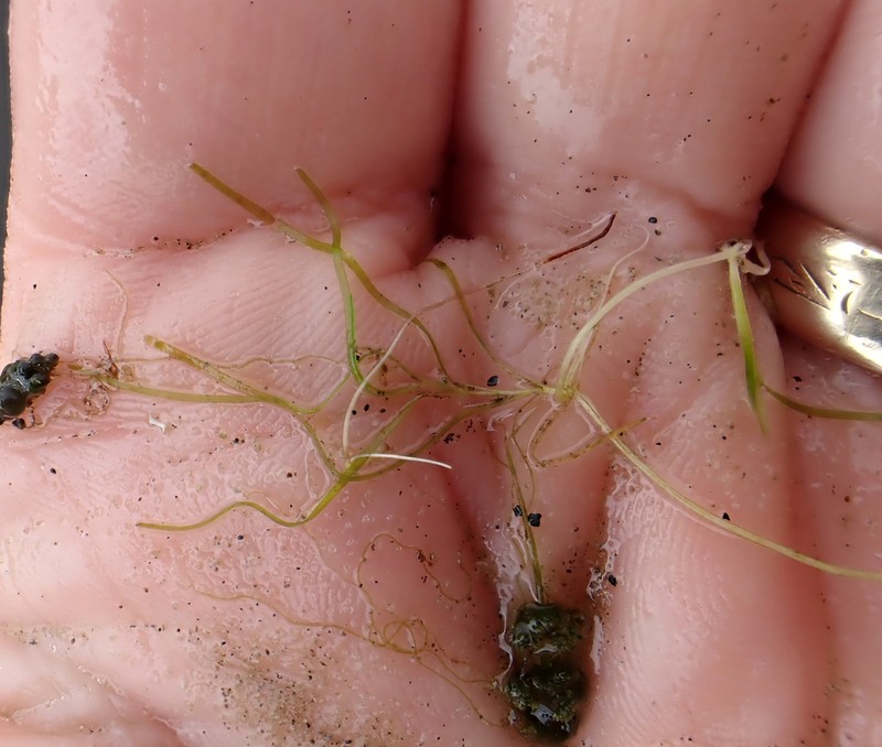 Althenia bilocularis photo 7