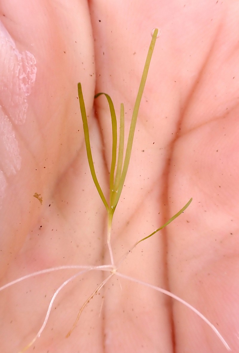 Althenia bilocularis photo 8
