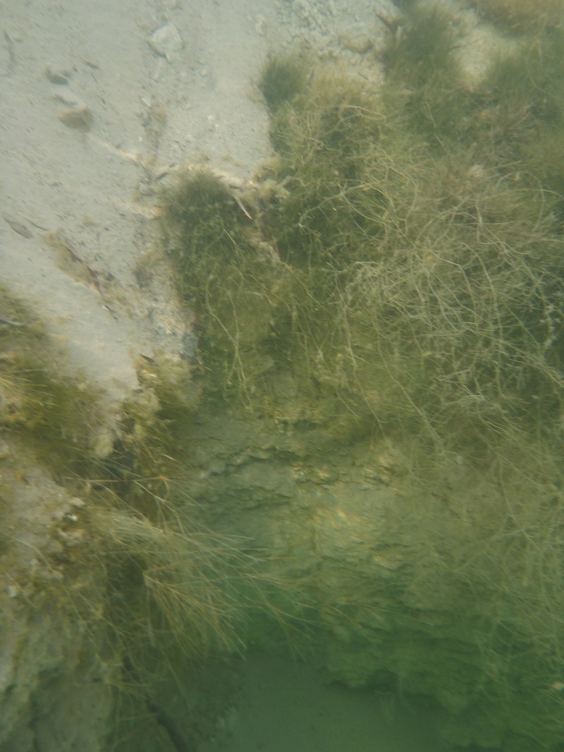 Althenia cylindrocarpa photo 2