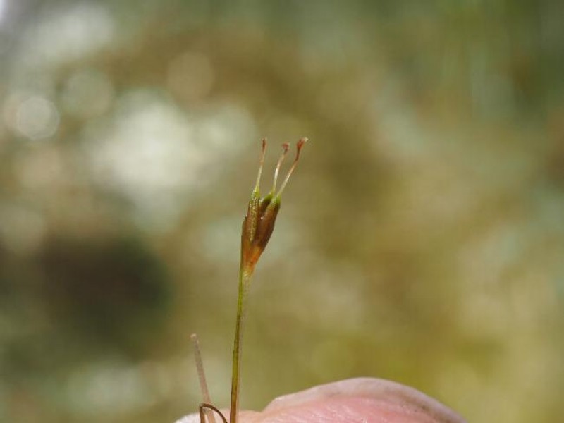 Althenia cylindrocarpa photo 3