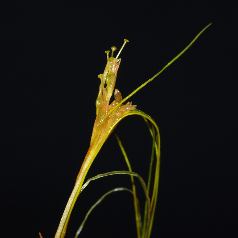 Althenia filiformis
