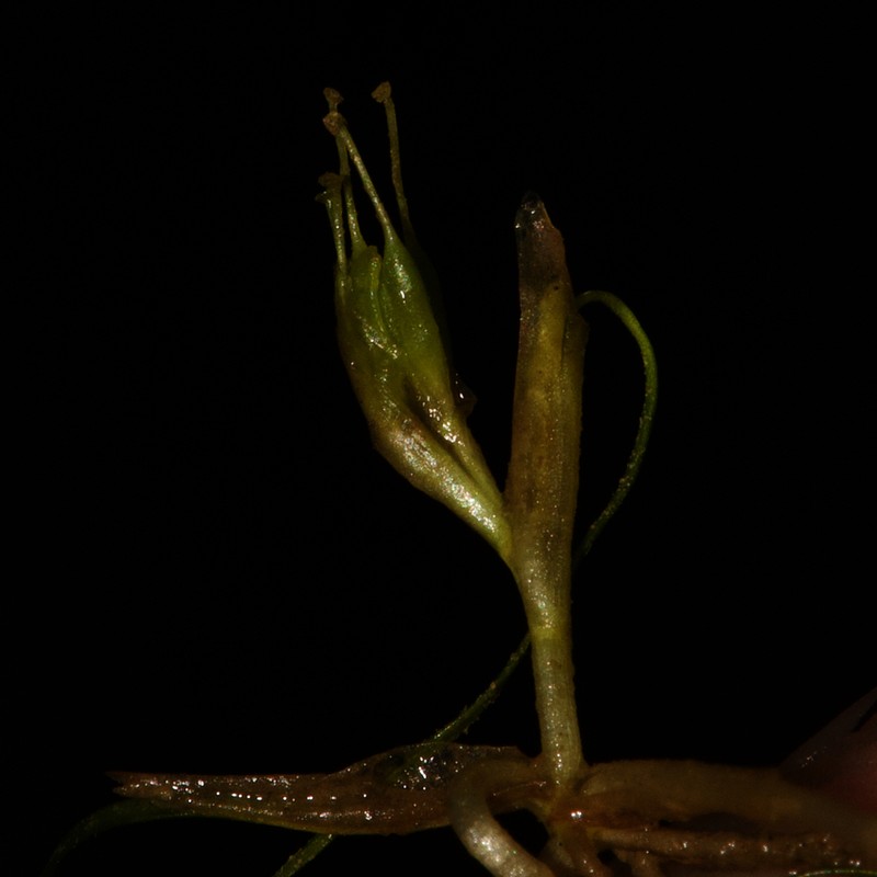 Althenia filiformis photo 2