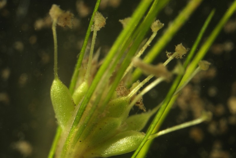 Althenia filiformis photo 3