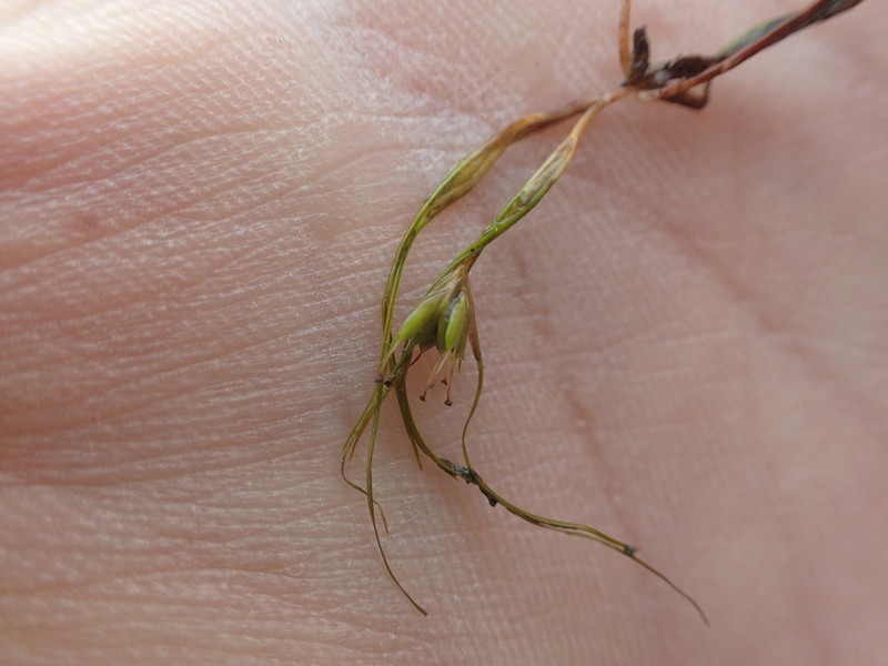 Althenia filiformis photo 4