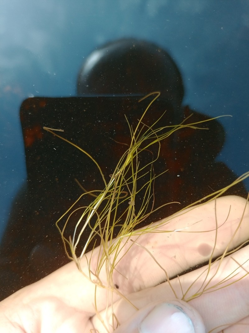 Althenia filiformis photo 5