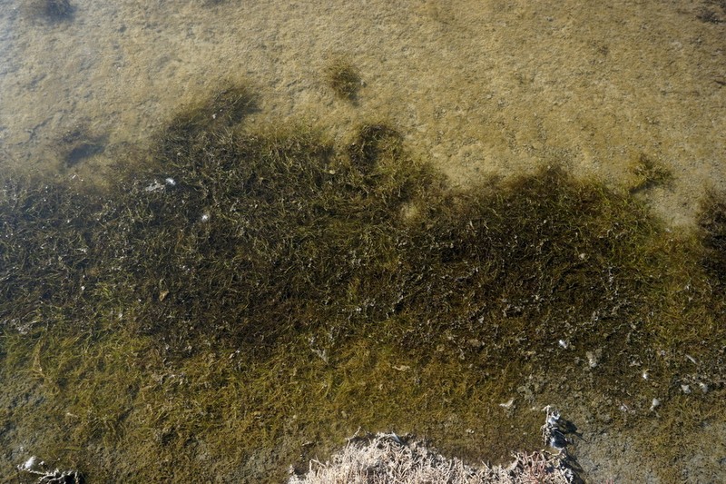 Althenia filiformis photo 6