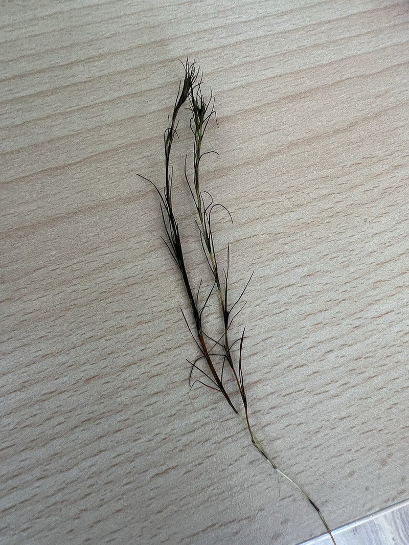 Althenia filiformis photo 7