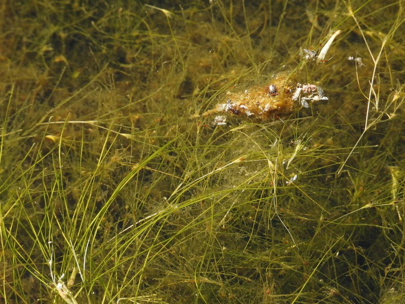 Althenia filiformis photo 8