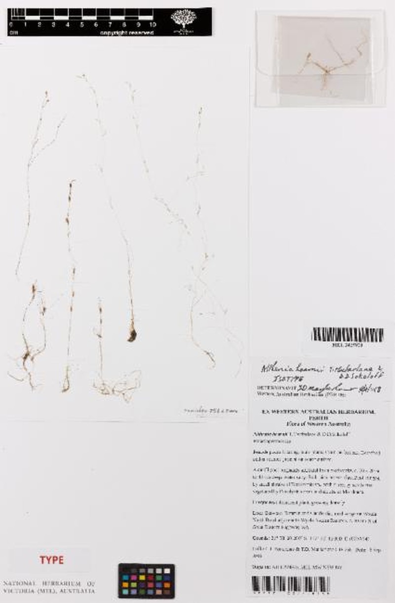 Althenia hearnii