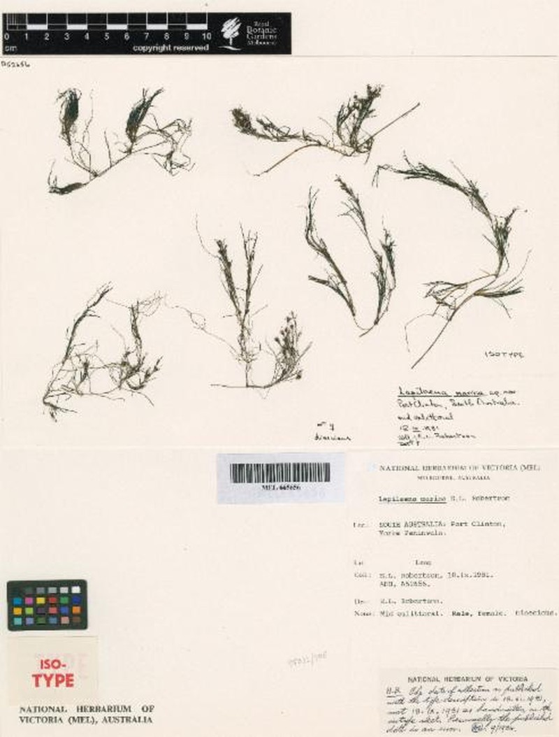 Althenia marina