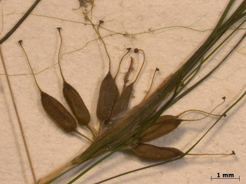 Althenia orientalis