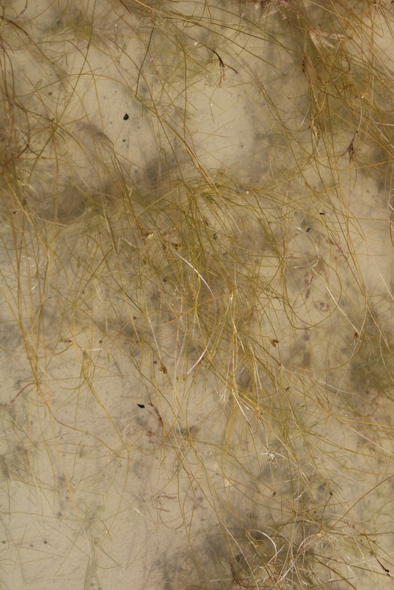 Althenia orientalis photo 2