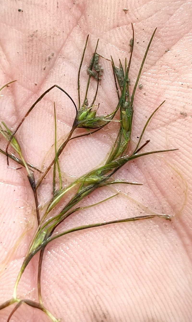 Althenia orientalis photo 3