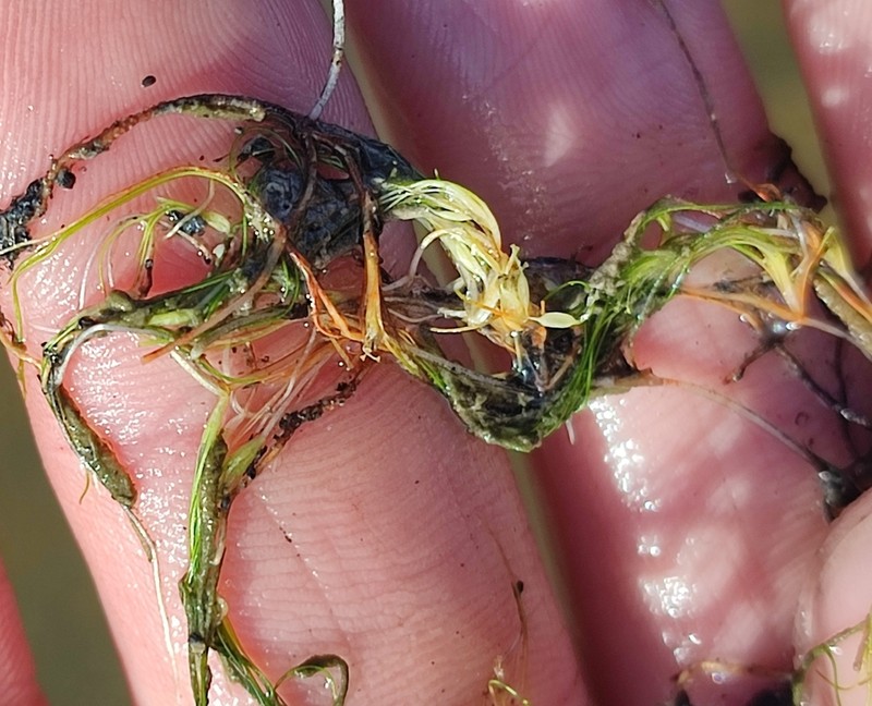 Althenia orientalis photo 4