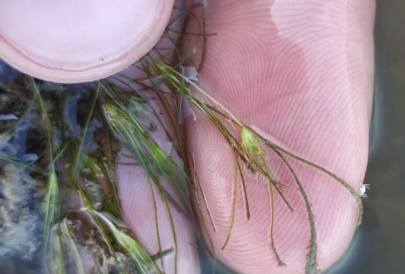 Althenia orientalis photo 5
