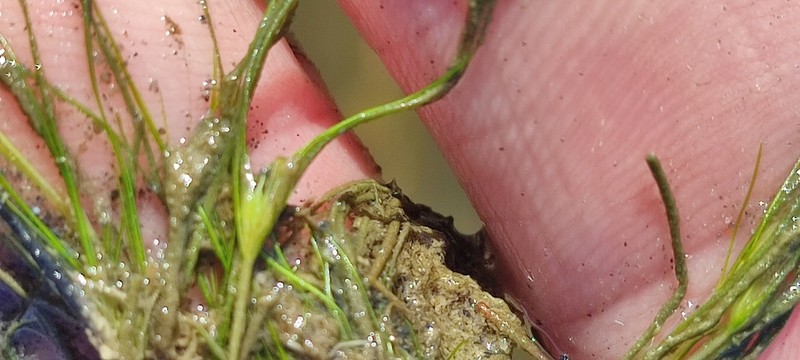Althenia orientalis photo 6