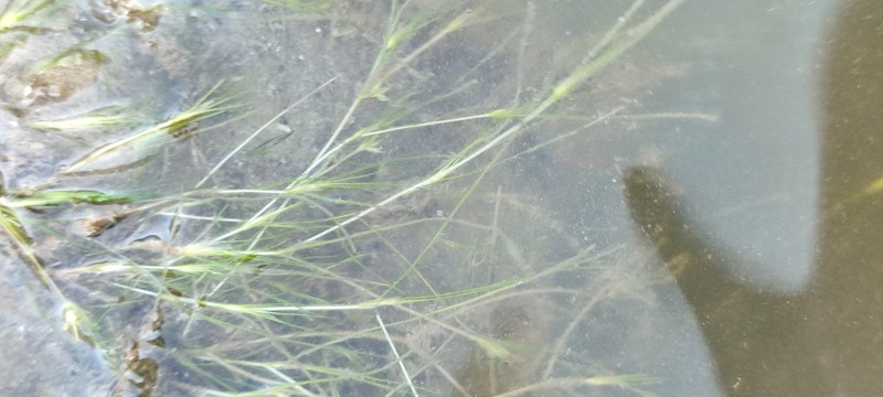 Althenia orientalis photo 7
