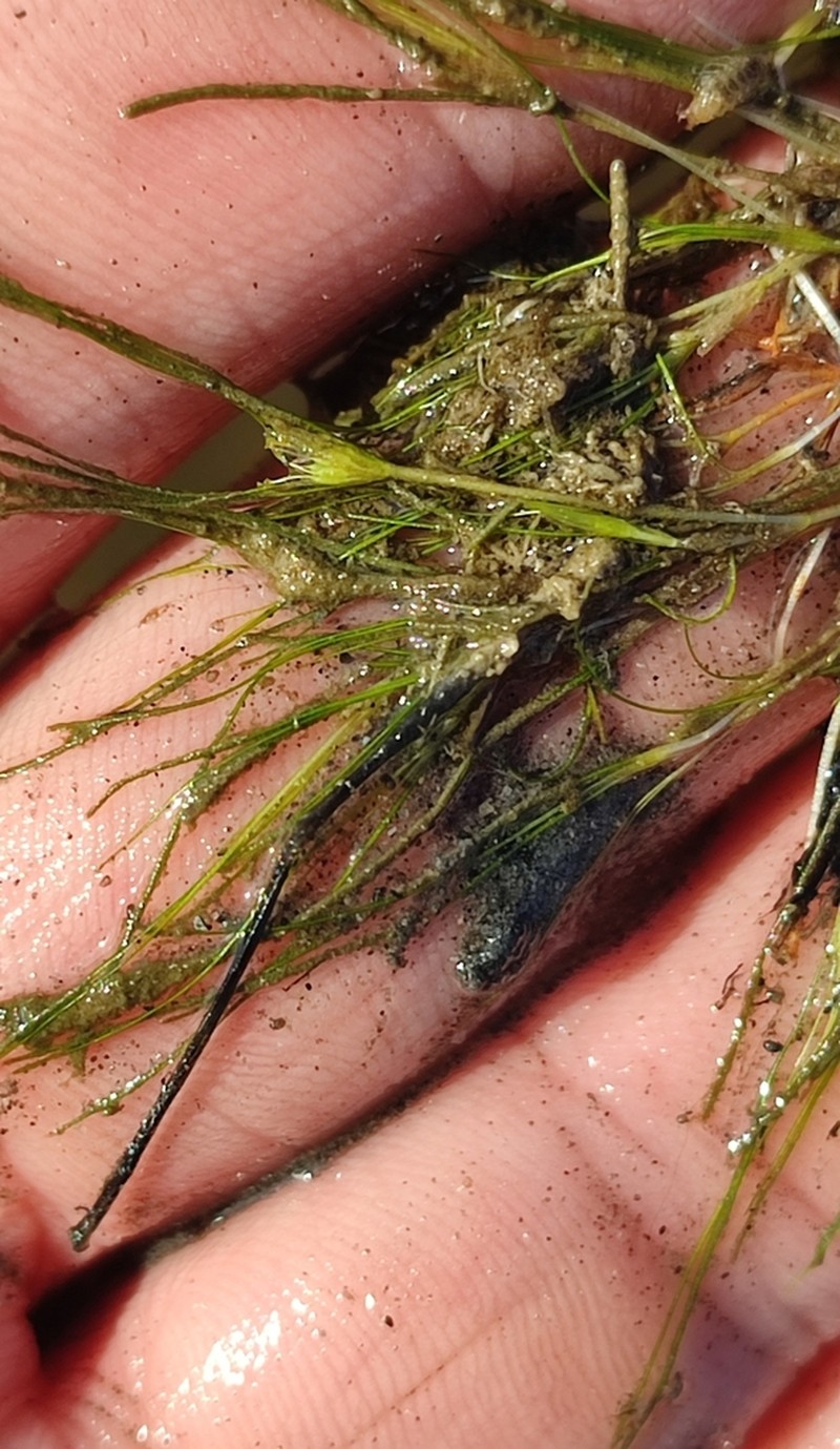 Althenia orientalis photo 8