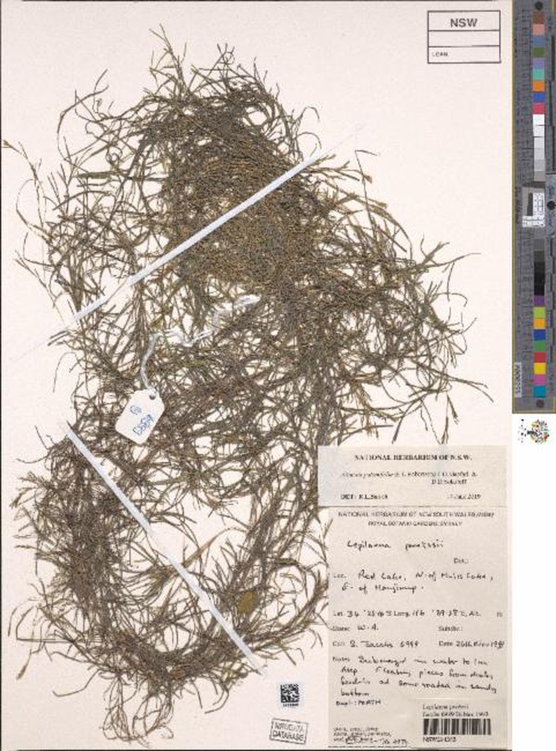 Althenia patentifolia