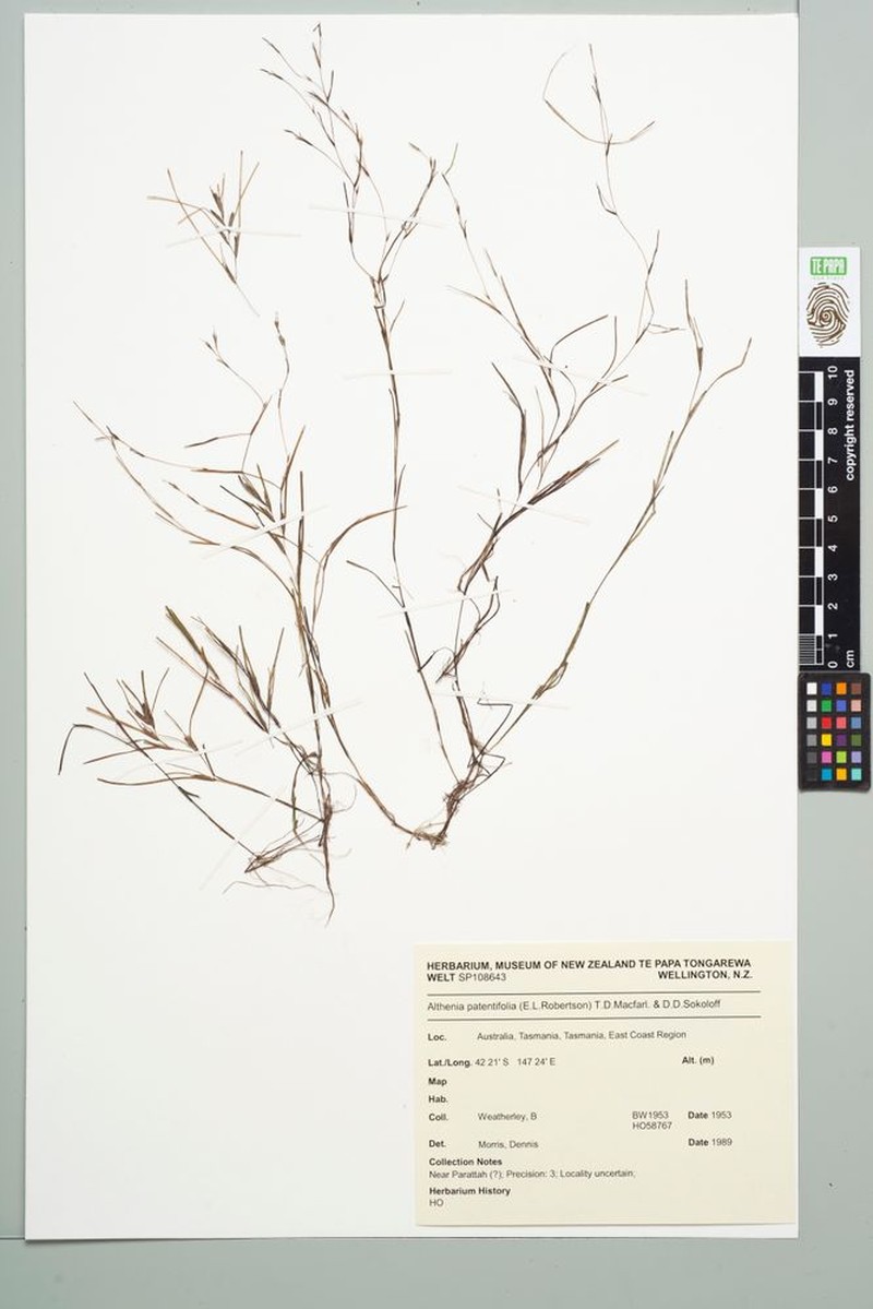 Althenia patentifolia photo 2