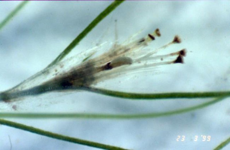 Althenia preissii