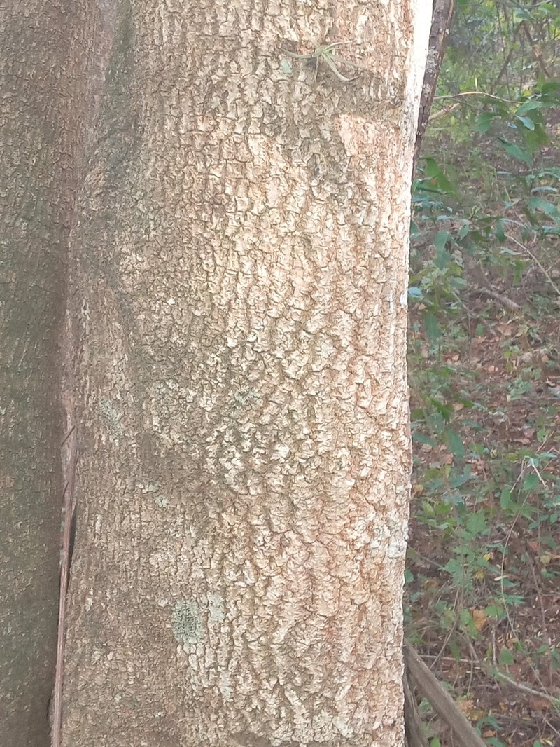 Mexican Alvaradoa photo 6