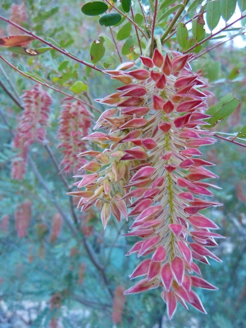 Alvaradoa amorphoides subsp. amorphoides