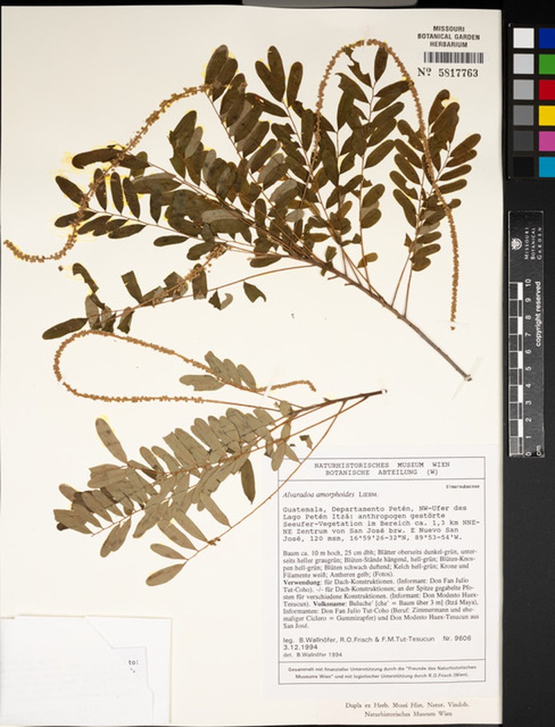 Alvaradoa amorphoides subsp. amorphoides photo 2