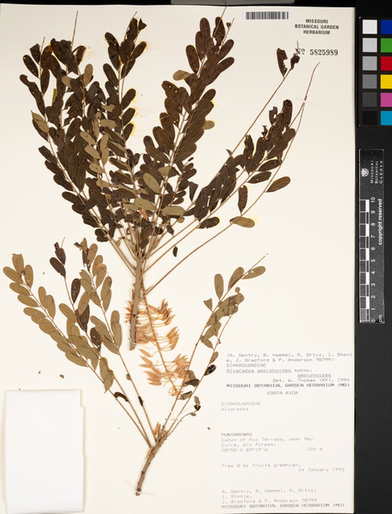 Alvaradoa amorphoides subsp. amorphoides photo 3