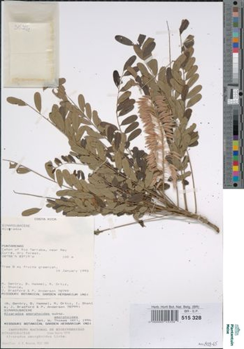 Alvaradoa amorphoides subsp. amorphoides photo 4