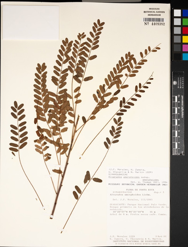 Alvaradoa amorphoides subsp. amorphoides photo 5