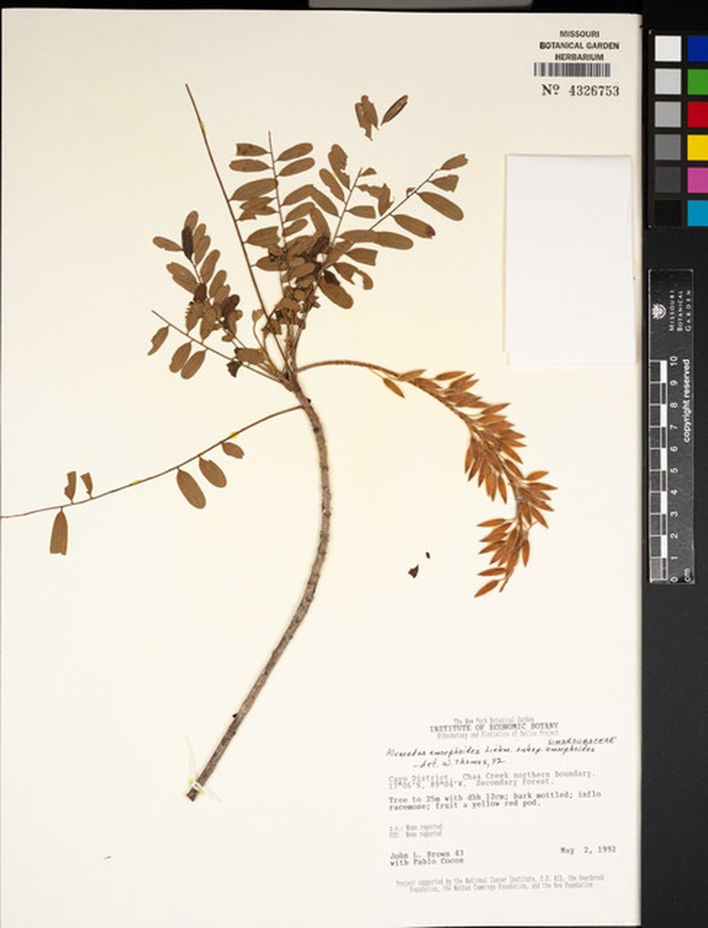 Alvaradoa amorphoides subsp. amorphoides photo 6