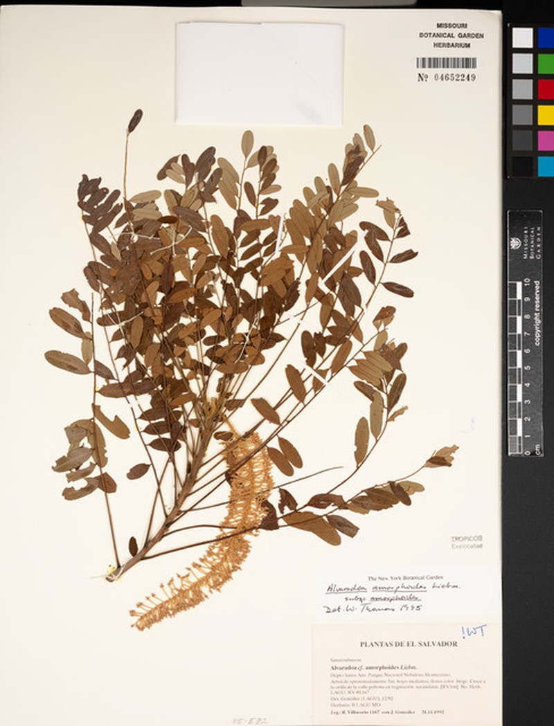 Alvaradoa amorphoides subsp. amorphoides photo 7