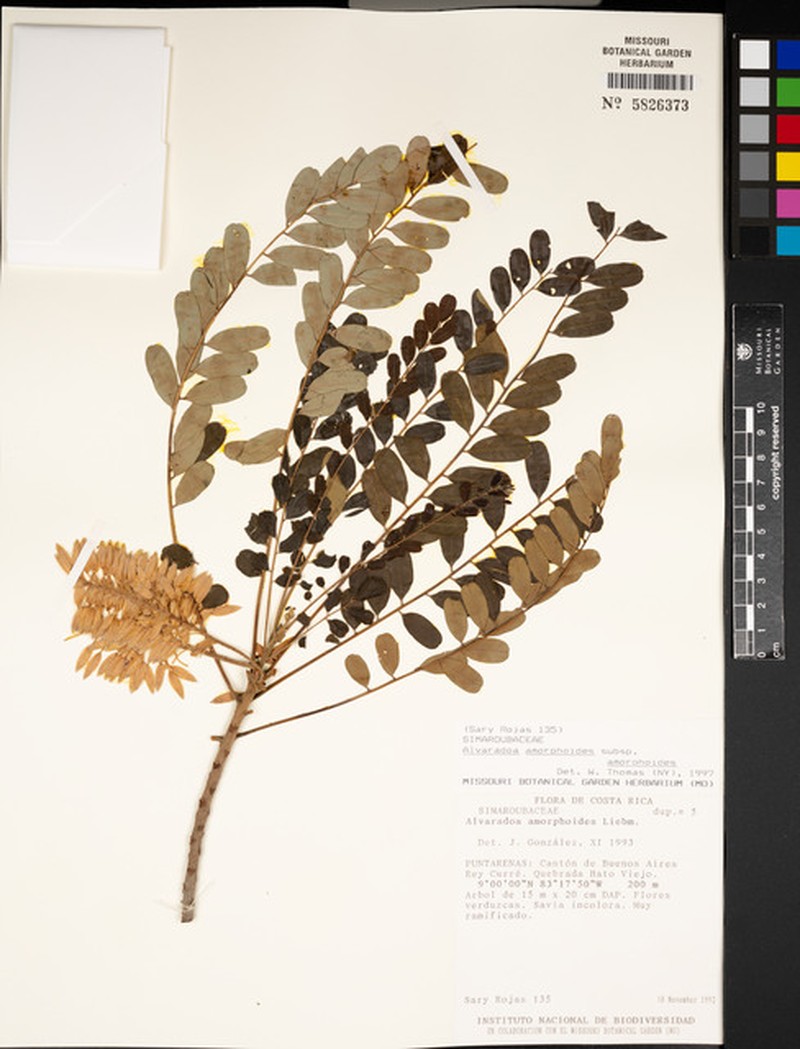 Alvaradoa amorphoides subsp. amorphoides photo 8