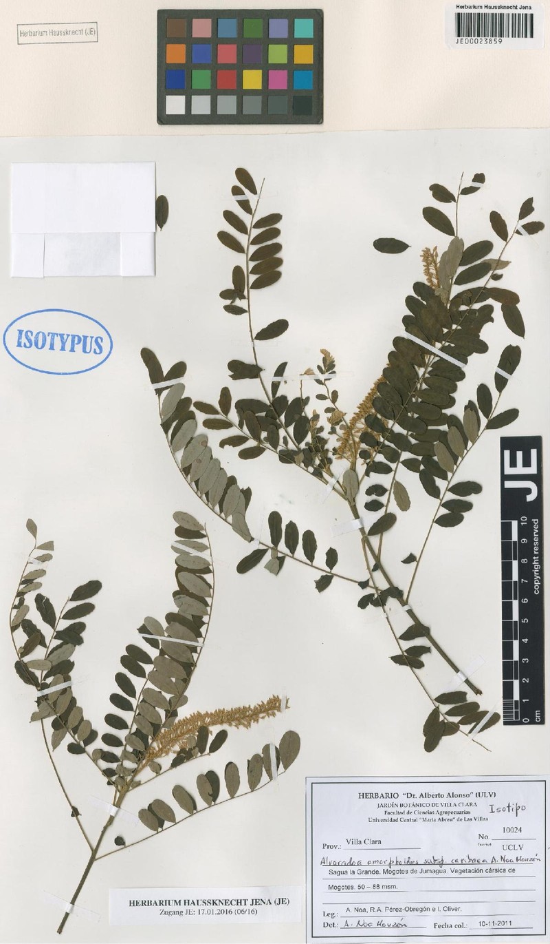 Alvaradoa amorphoides subsp. caribaea