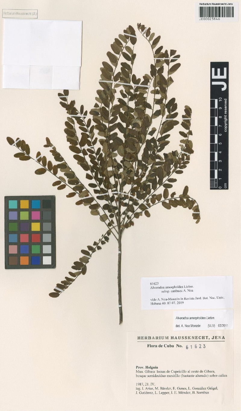 Alvaradoa amorphoides subsp. caribaea photo 2