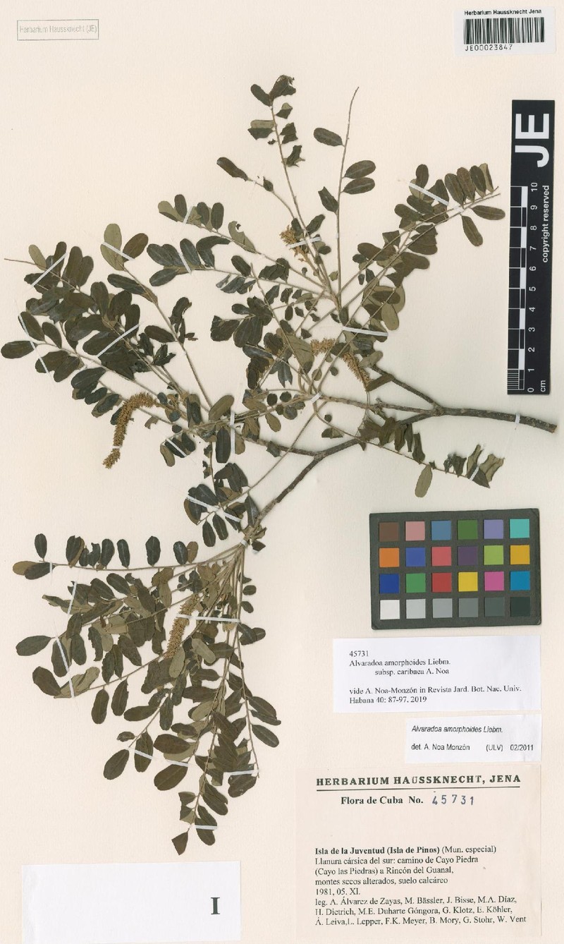 Alvaradoa amorphoides subsp. caribaea photo 3