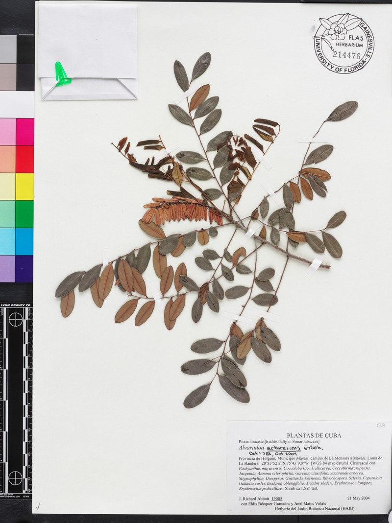Alvaradoa arborescens