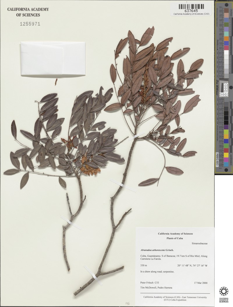 Alvaradoa arborescens photo 2