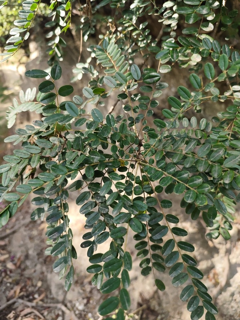 Alvaradoa haitiensis