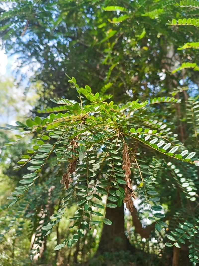 Alvaradoa haitiensis photo 2