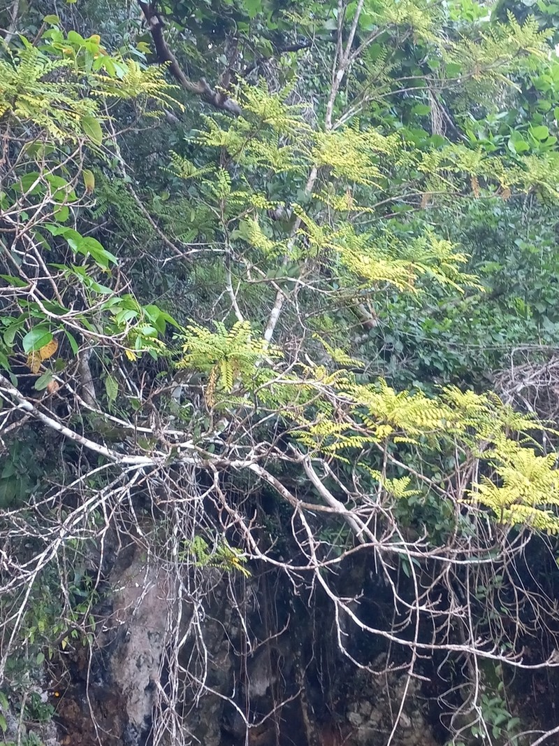 Alvaradoa haitiensis photo 3