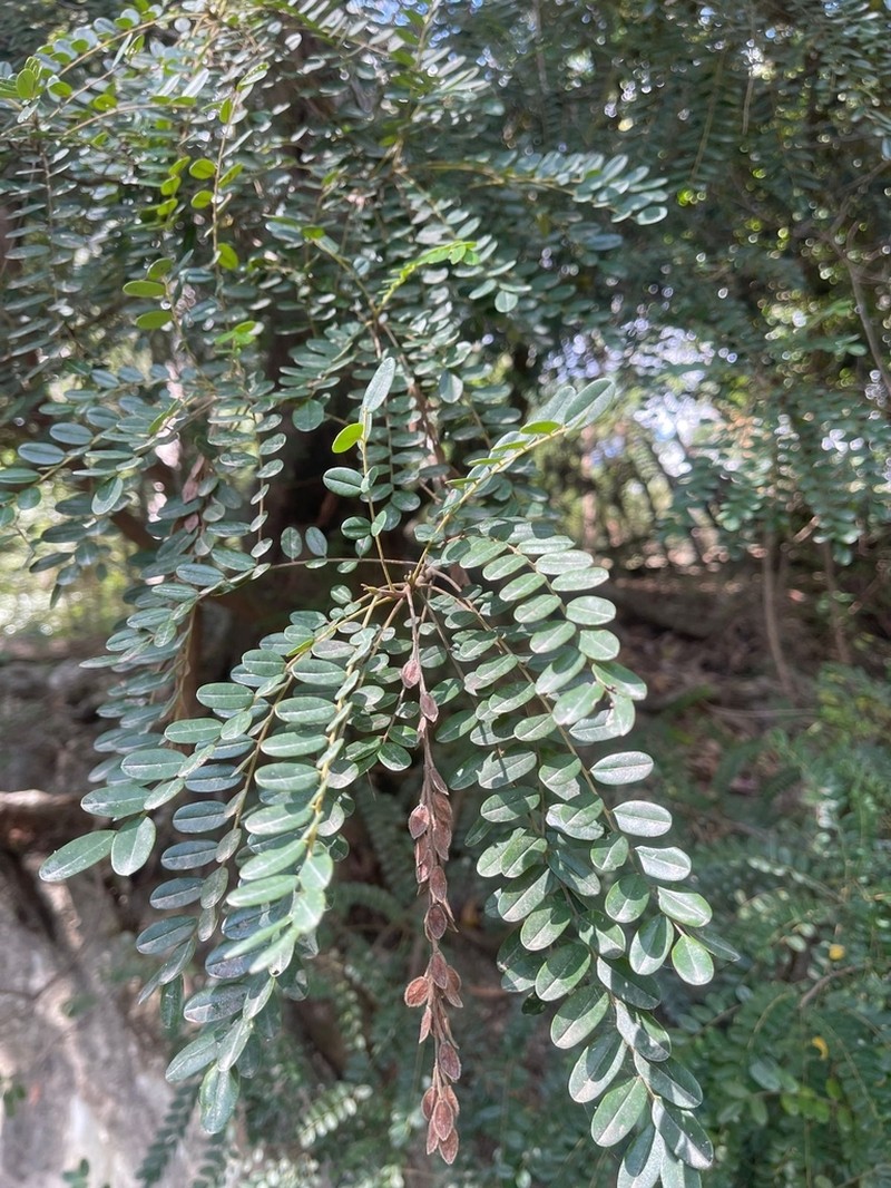 Alvaradoa haitiensis photo 5